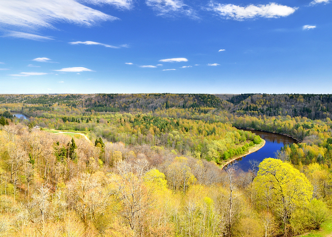 Sigulda Hill Tree Fores