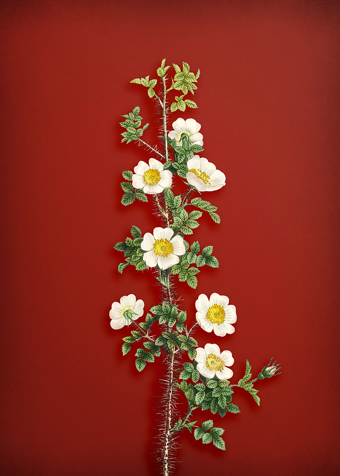 Scotch Rose Bloom on Red
