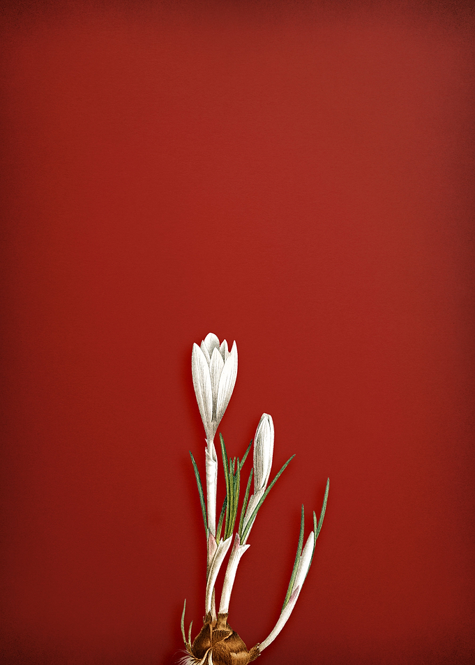 Spring Crocus on Red
