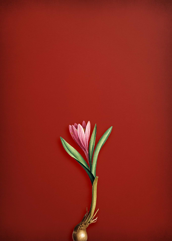 Spring Saffron on Red