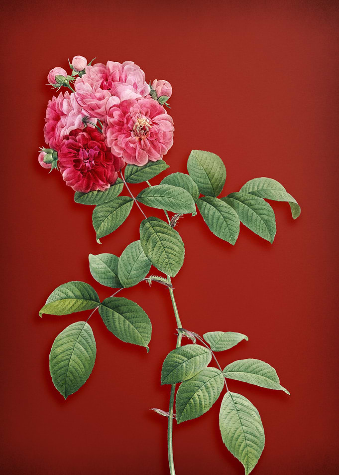 Seven Sisters Rose on Red