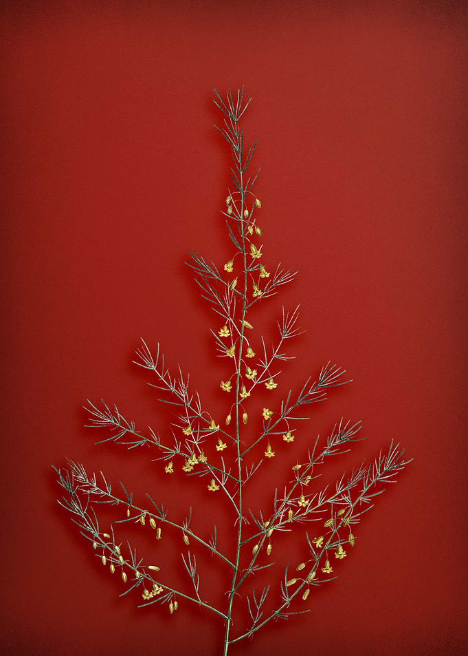 Sea Asparagus on Red