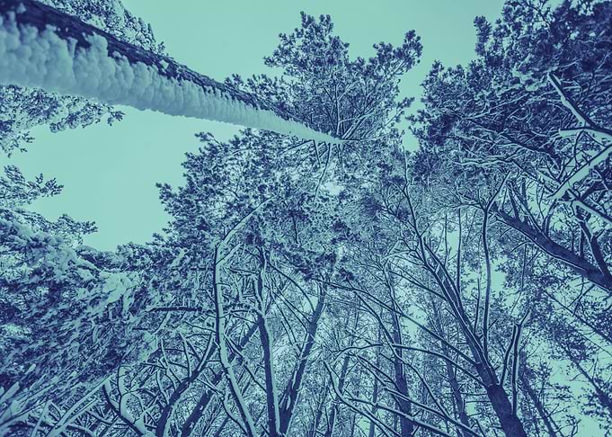 Pine Winter Blue Sunlight