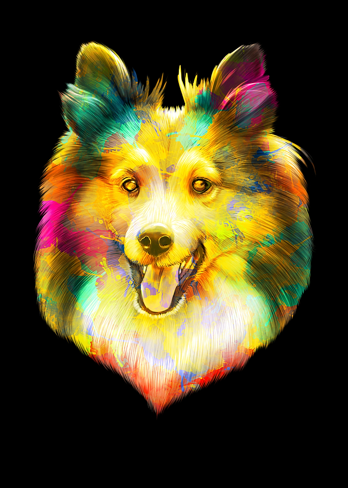Collie Dog