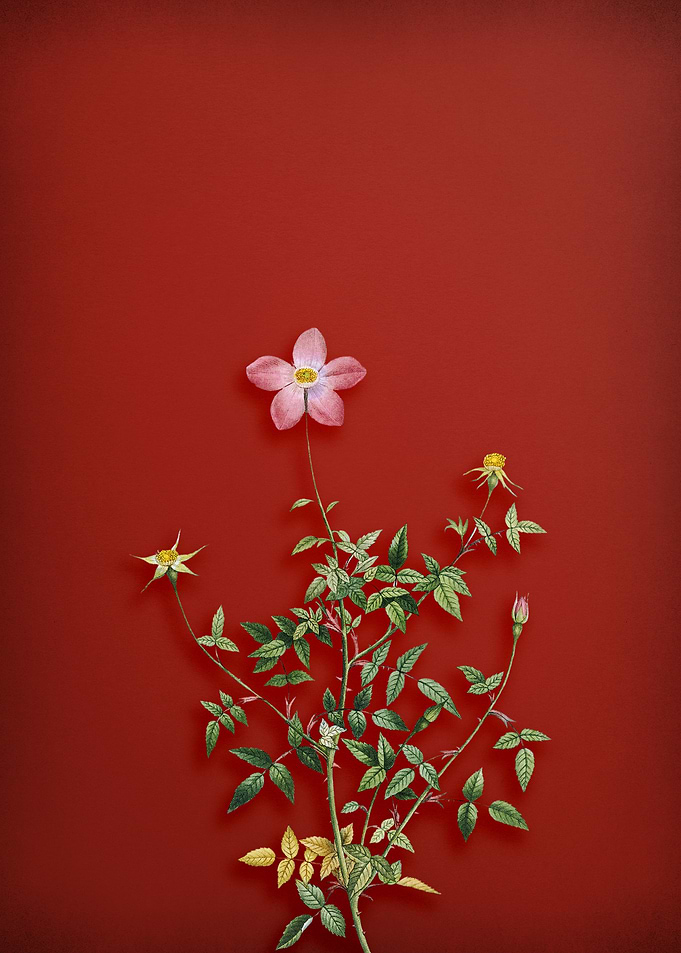 Dwarf Chinese Rose on Red