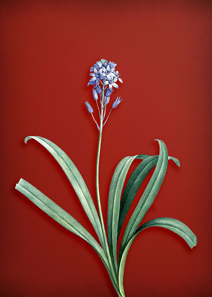 Spanish Bluebell on Red