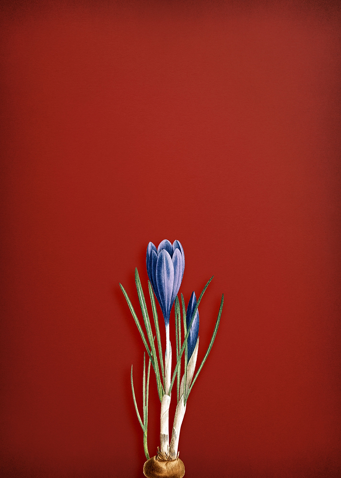Spring Crocus on Red