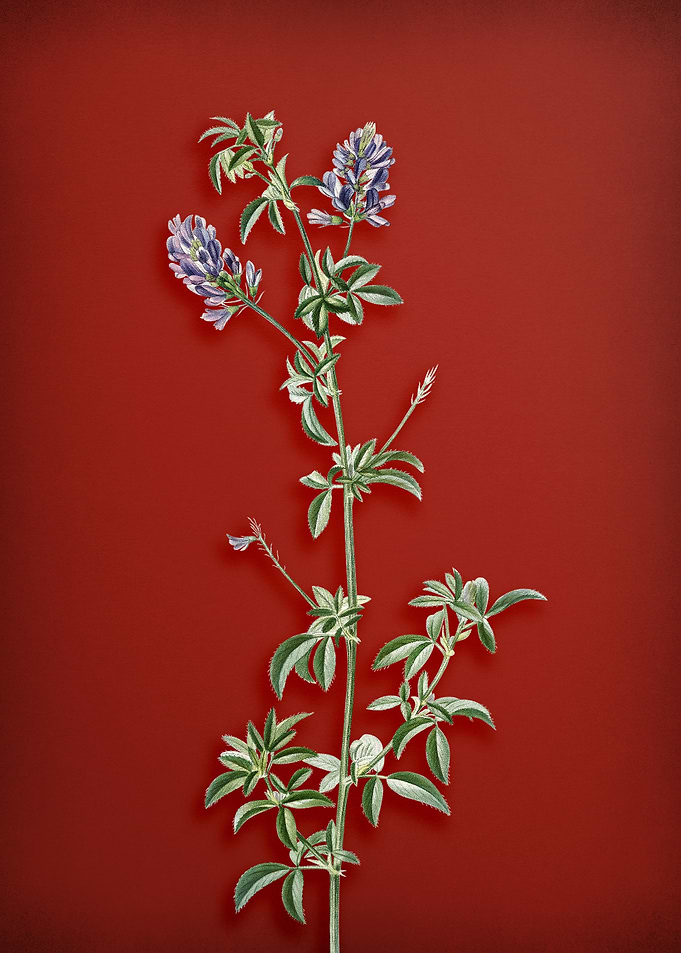 Clover Bloom on Red