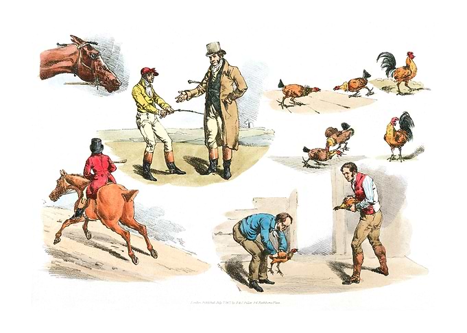 Illustration of gamecocks
