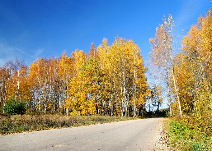 Country Road In Fall Seaso