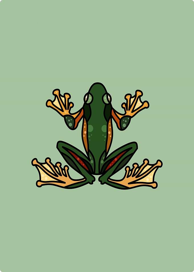 Frog in flat lay
