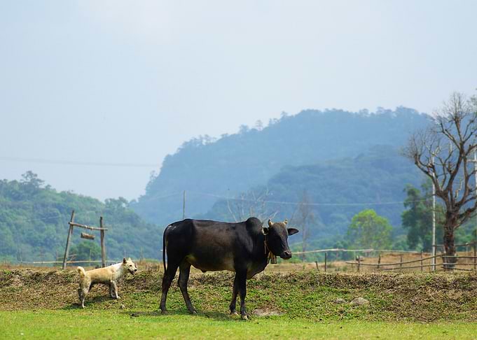 Agriculture Asia Chiang Ch