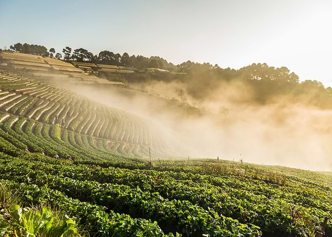 Agriculture Angkhang Asia