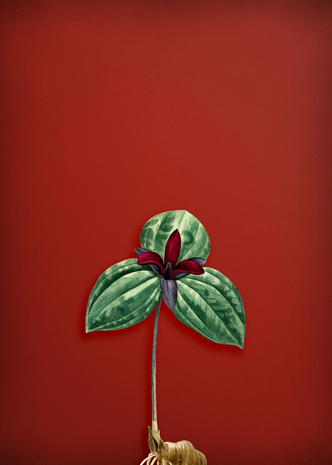 Vintage Tri Flower on Red