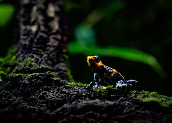 Ranitomeya Imitator
