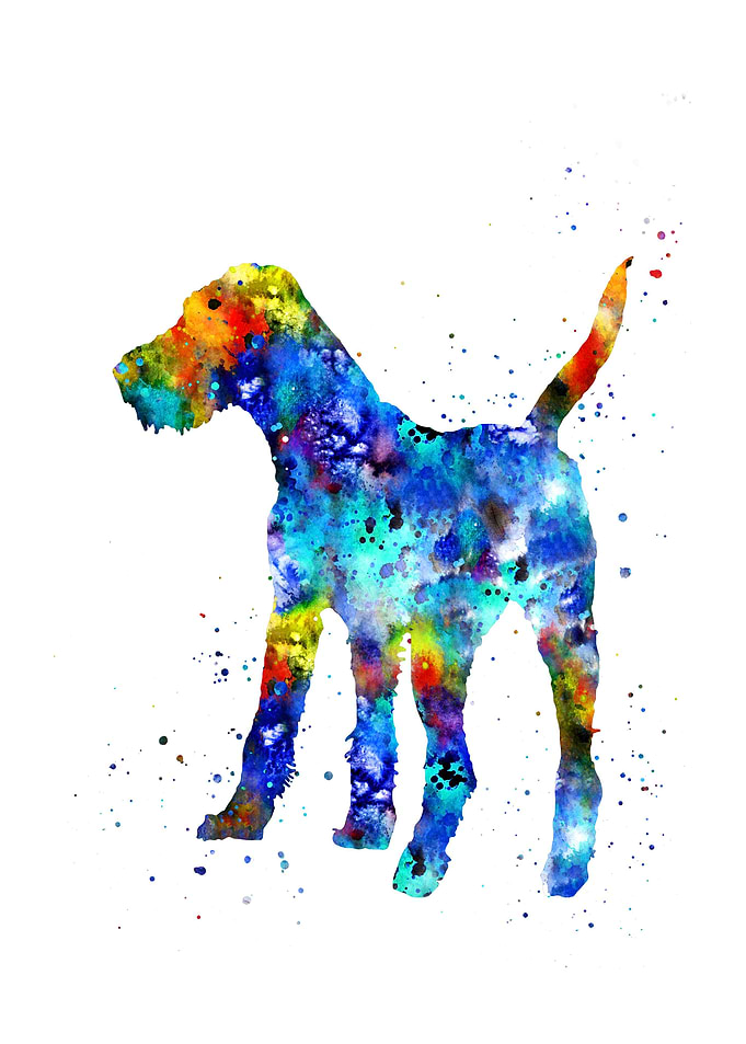 Irish terrier
