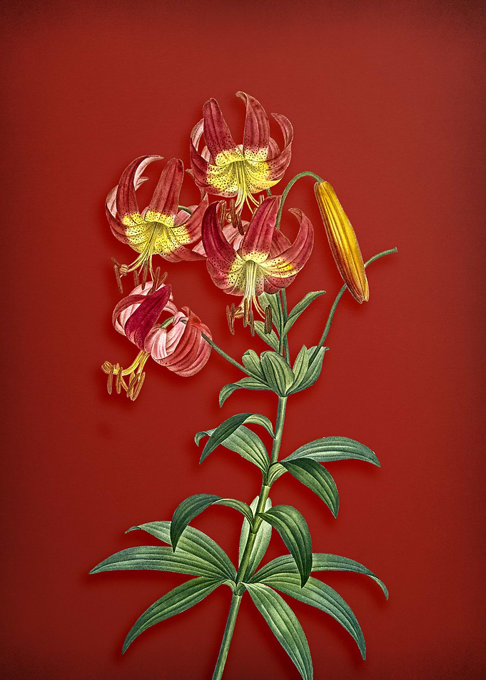Vintage Turban Lily on Red