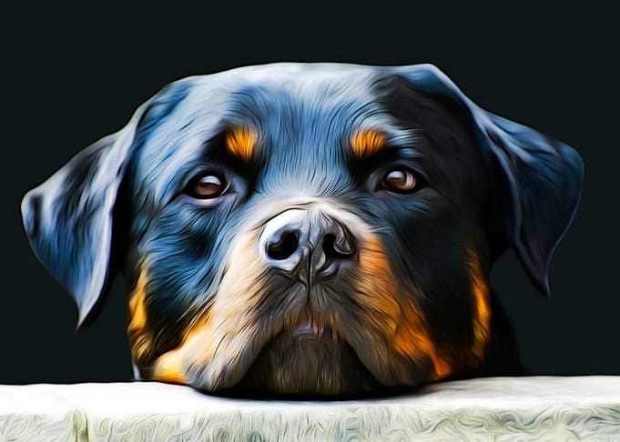 Rottweiler