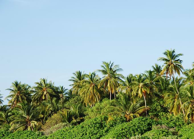 Palm Tree Coconut Tropi