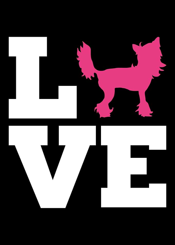 Chinese Crested