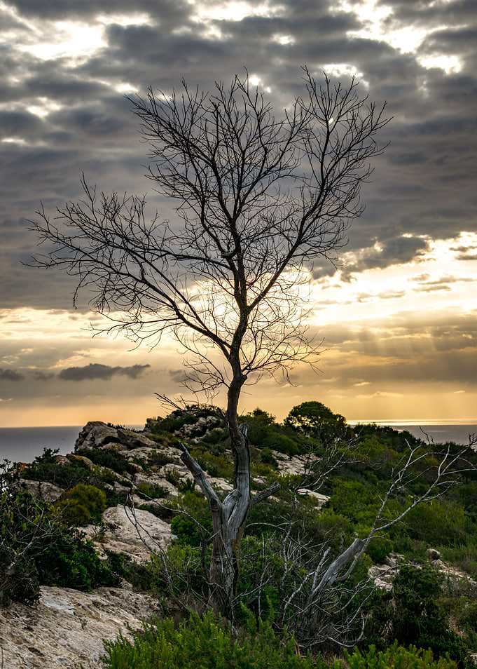 A lone tree