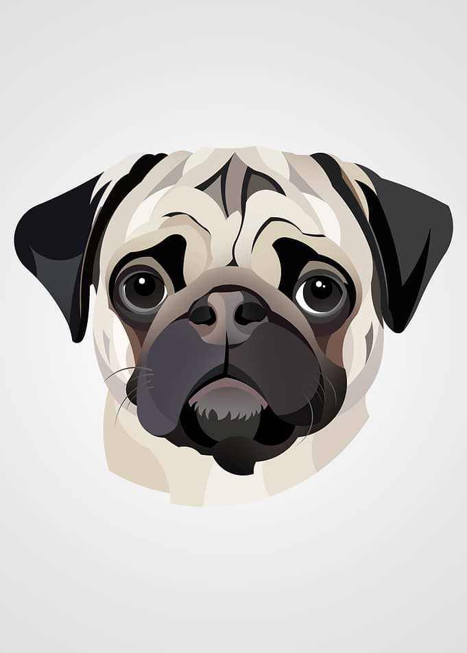 Pug Illustration