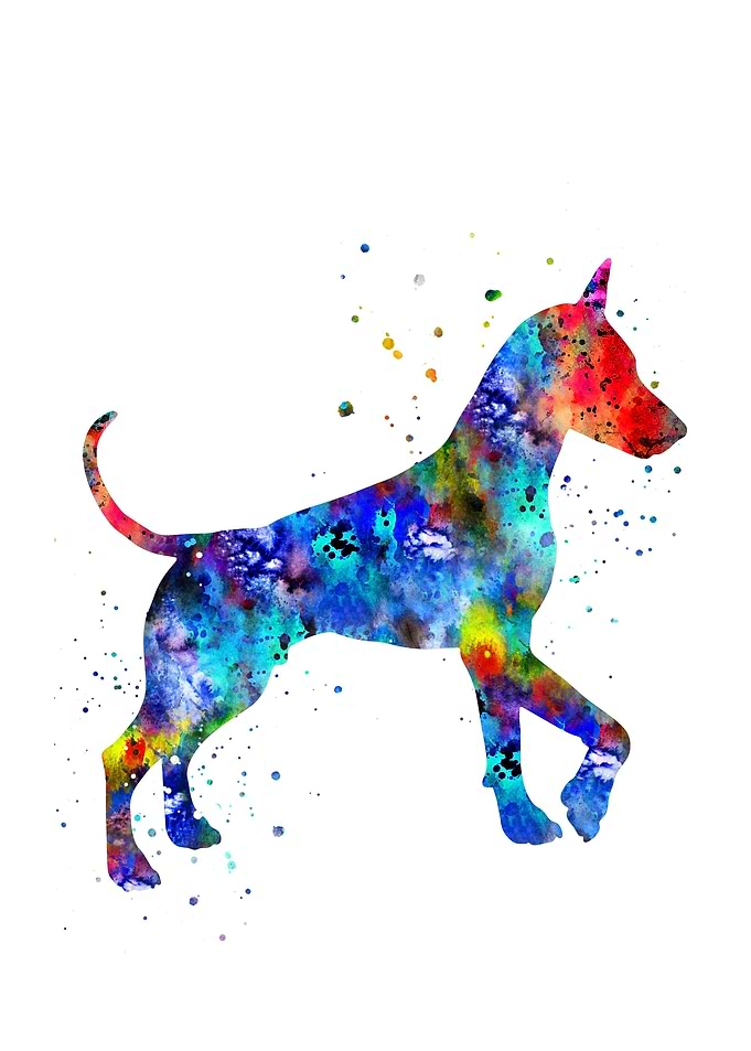 English toy terrier