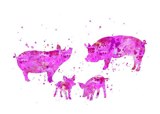 Pig family