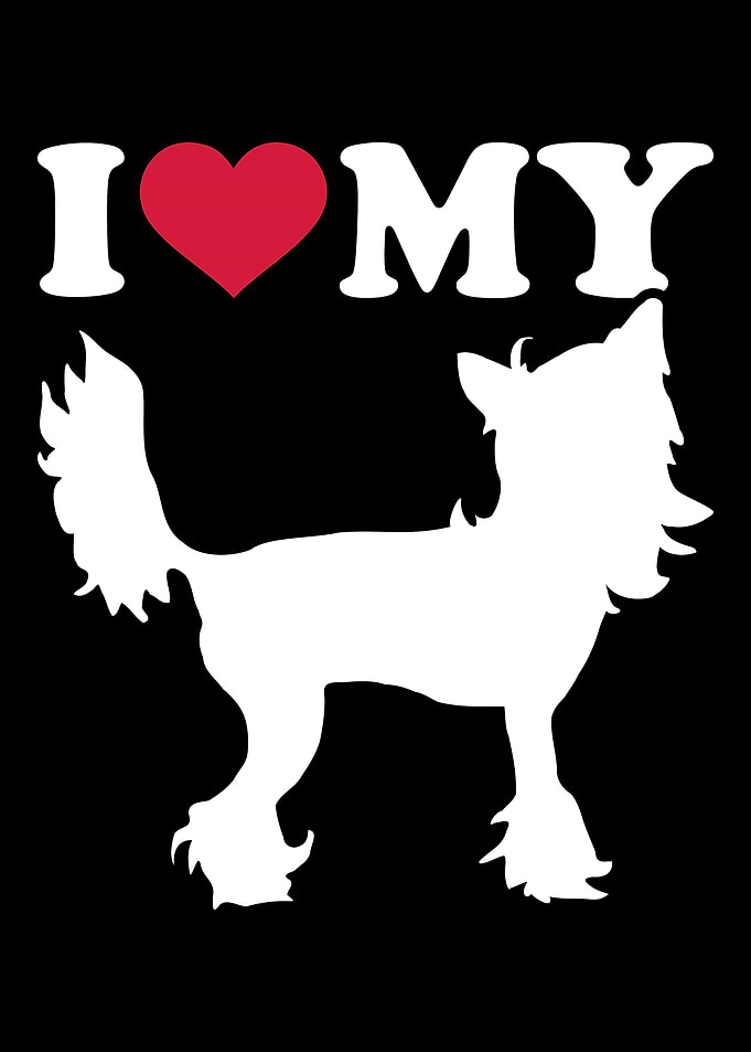 Chinese Crested