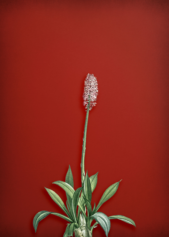 Swamp Pink on Red