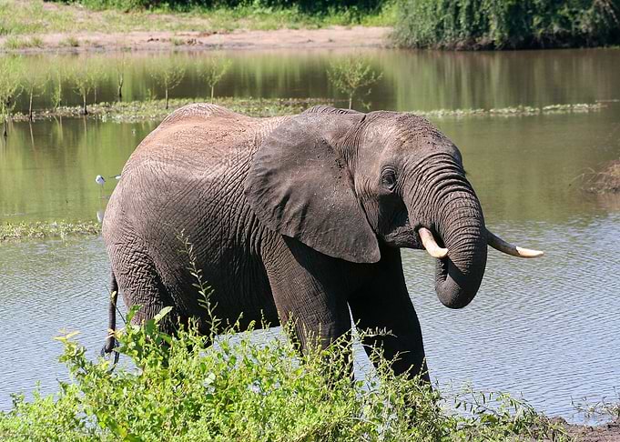 elephant