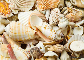 sea shells