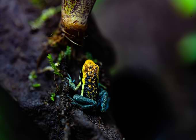 Jeune Ameerega Pepperi