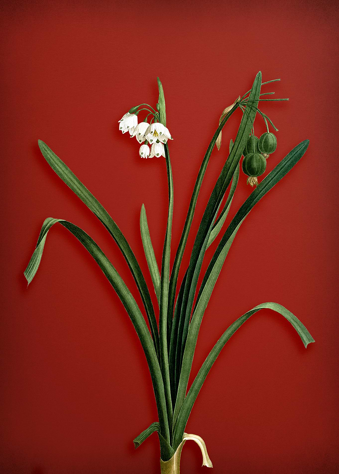 Summer Snowflake on Red