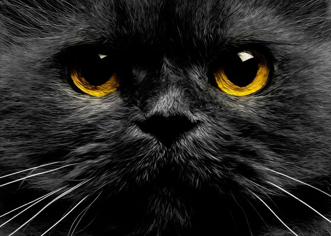 Grey Kitten Yellow Eyes