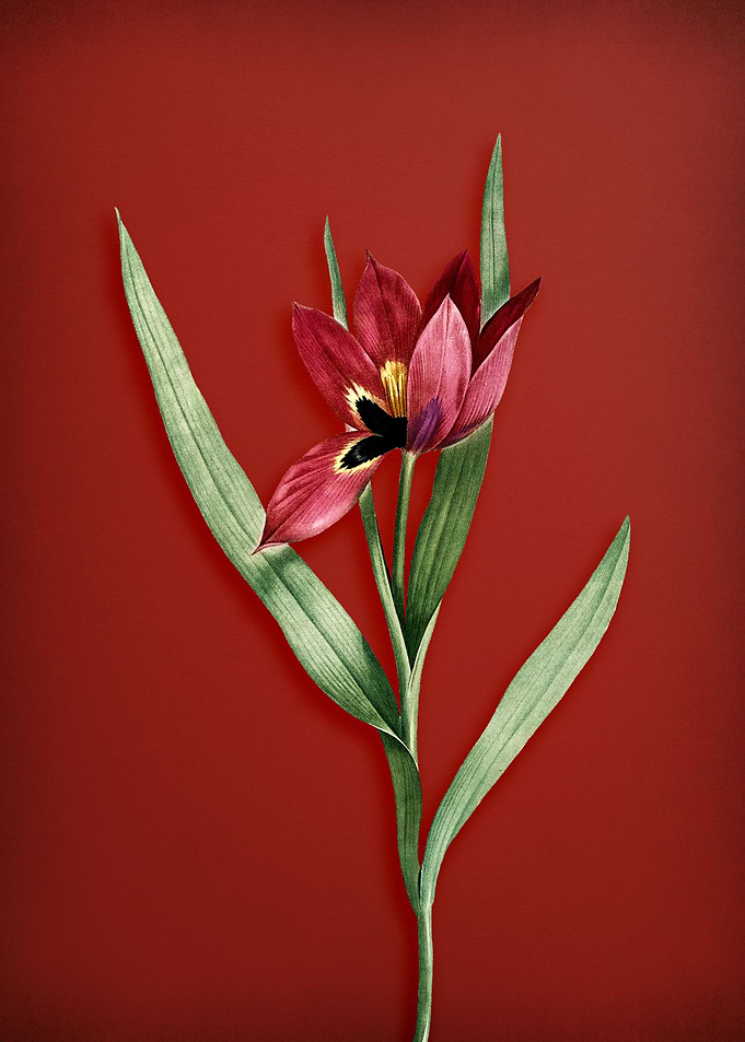 Tulipa Oculus Colis on Red