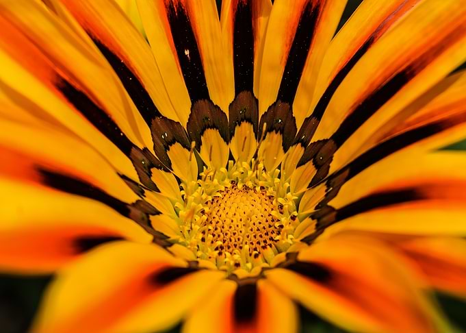 Yellow flower
