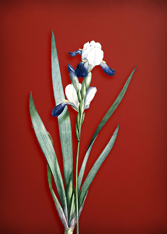 Tall Bearded Iris on Red
