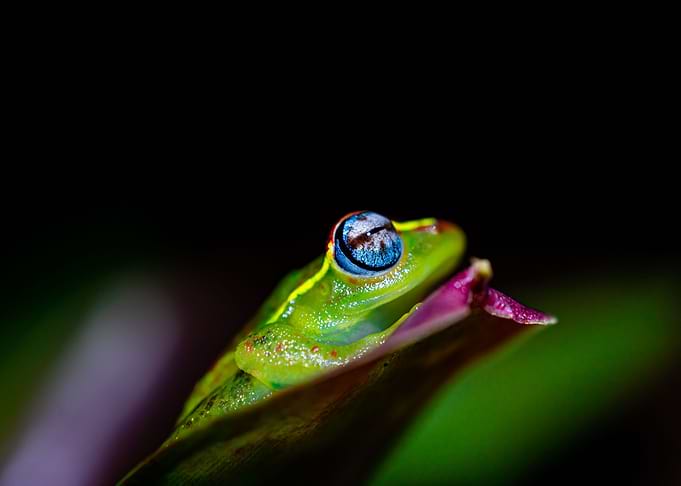 Boophis Rappiodes