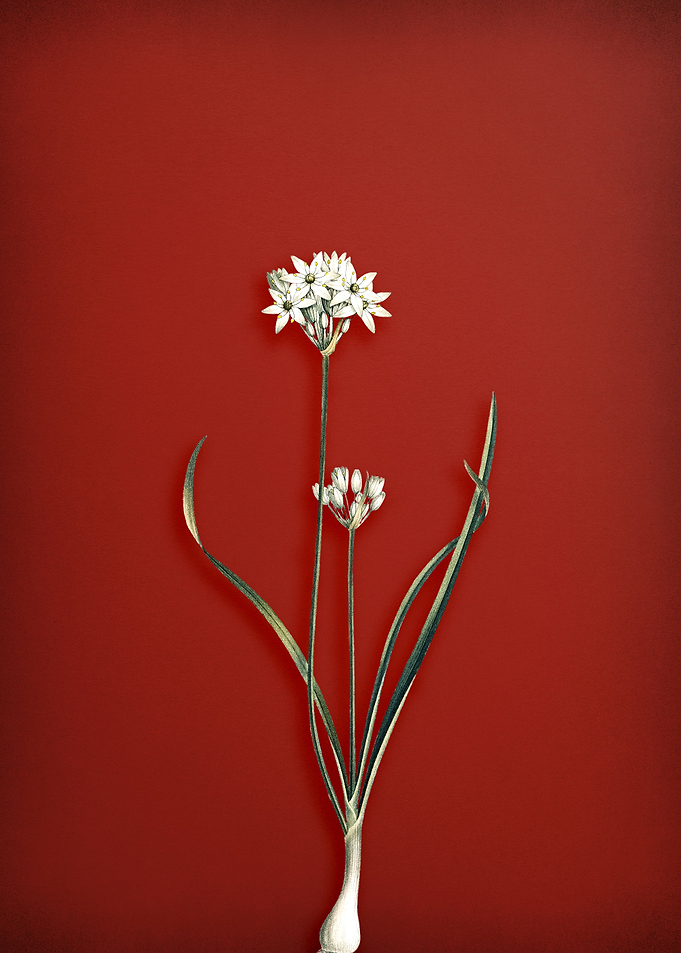 Three Cornered Leek on Red