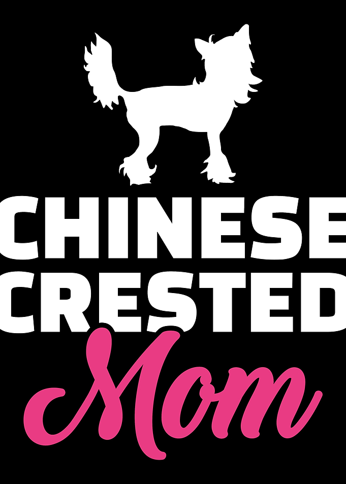 Chinese Crested