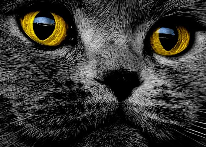 Grey Kitten Yellow Eyes
