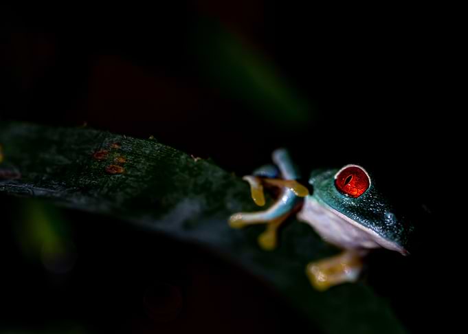 Agalychnis callidryas