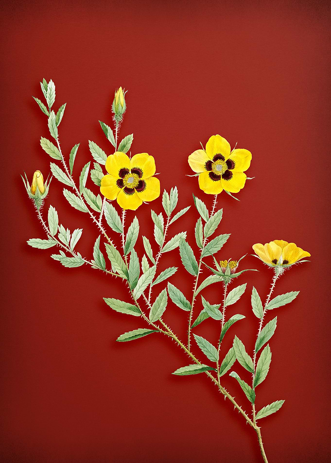 Rosa Persica on Red