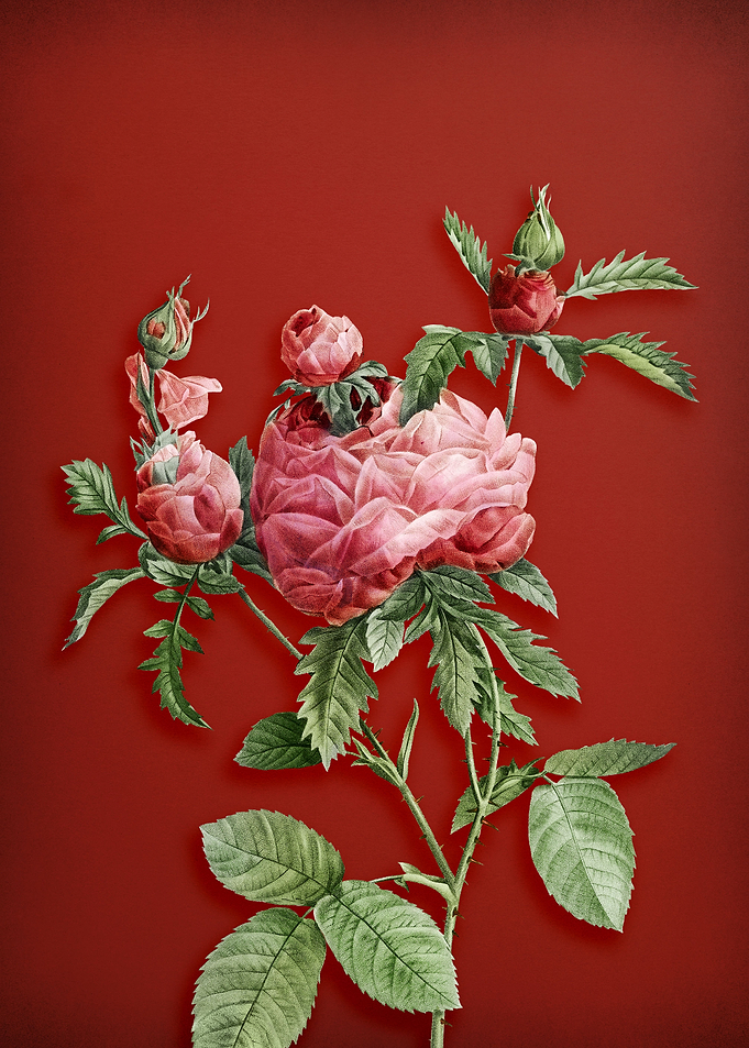 Cabbage Rose on Red