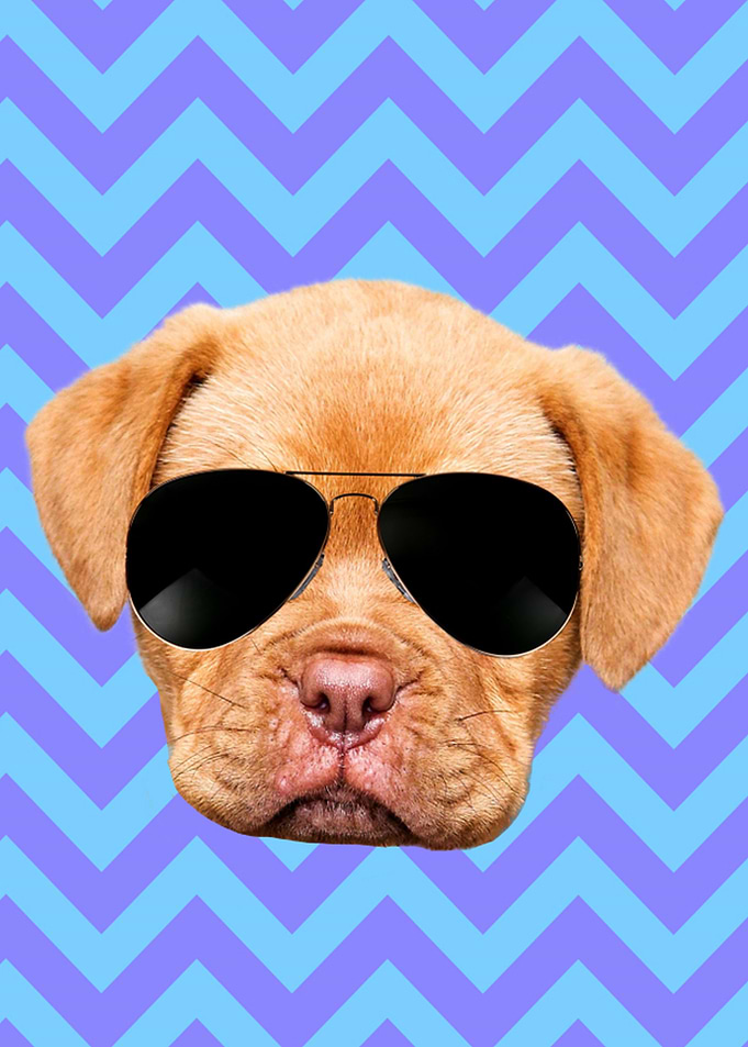 Cute Cool Funny Dog Lover