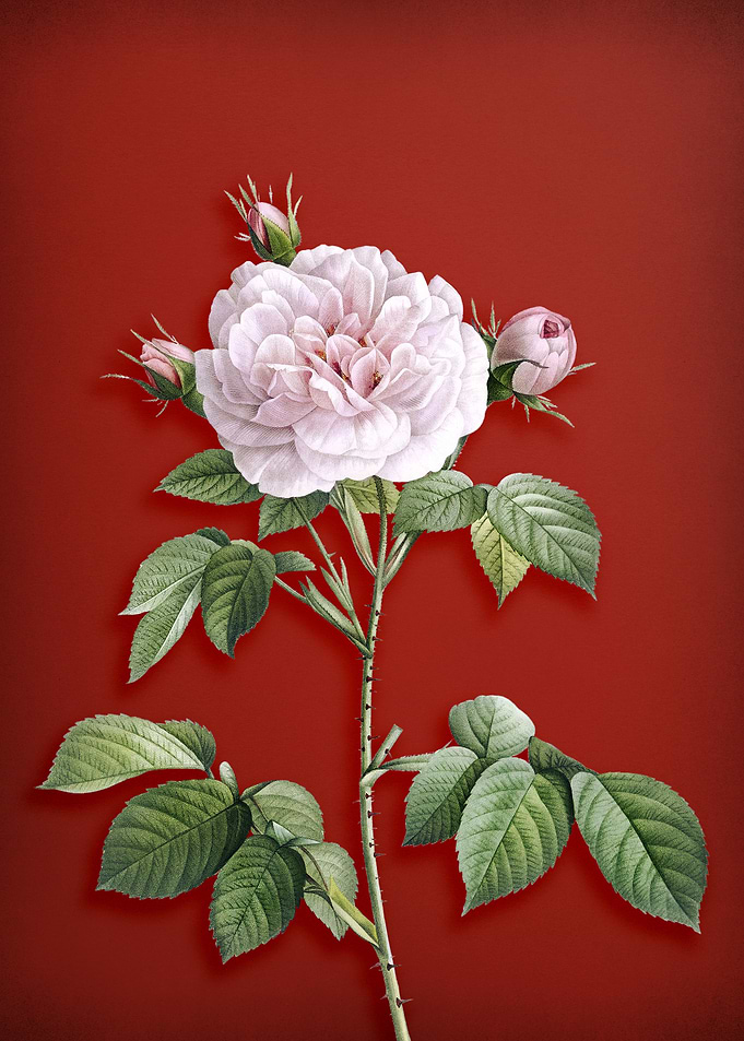 Vintage Rosa Alba on Red