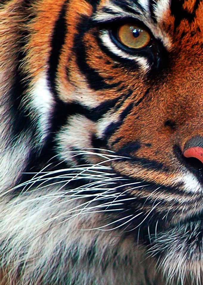 tiger