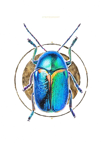 Scarab Beetle