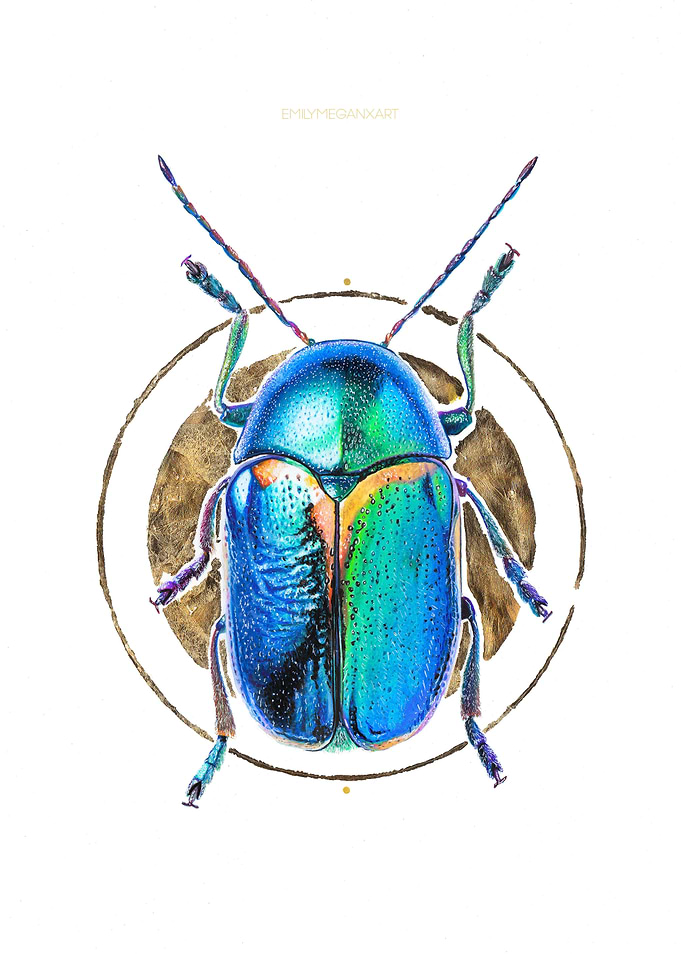 Scarab Beetle